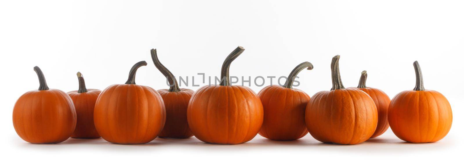 Many orange pumpkins in a row isolated on white background, Halloween day celebration concept, autumn harvest