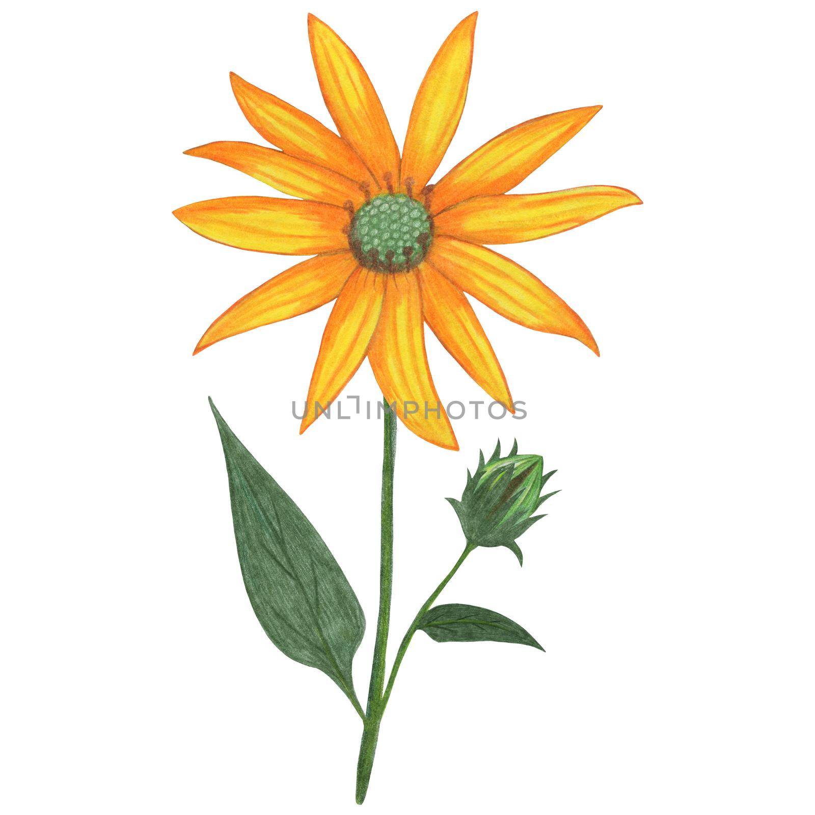 Yellow Topinambur with Green Leaves Isolated on White Background. Jerusalem Artichoke Flower Element Drawn by Colored Pencil.