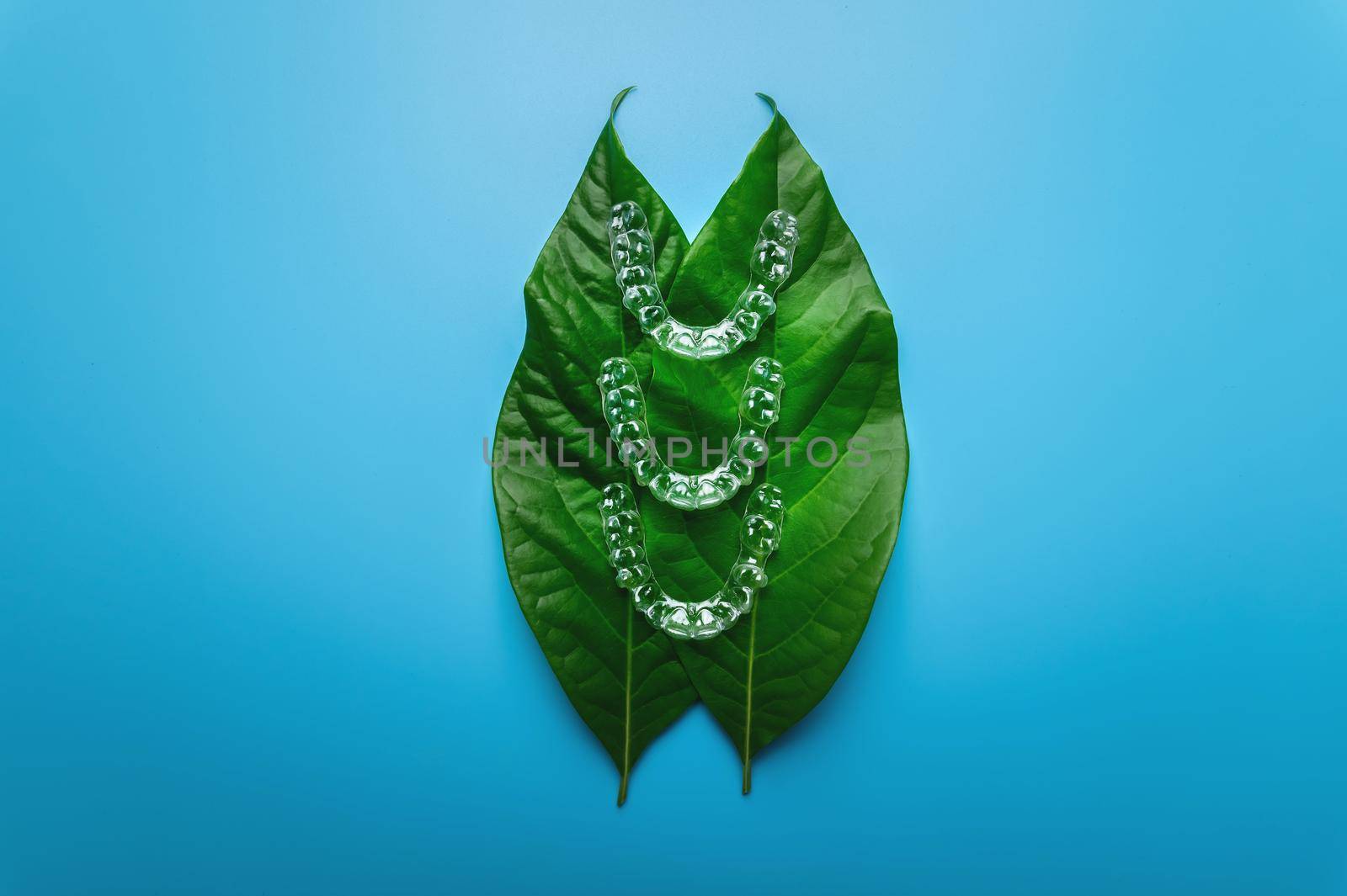 Invisible plastic braces three pieces lie on a green succulent leaf from a flower on a blue background, studio shot.