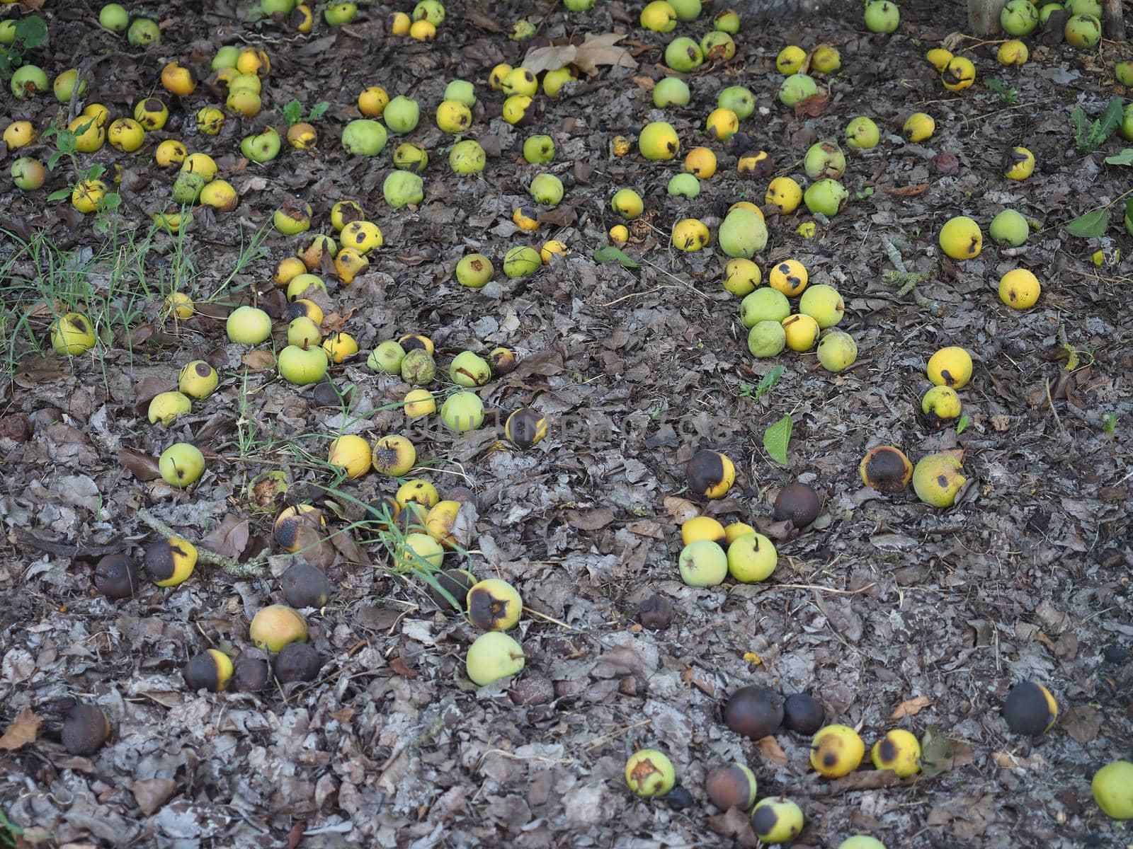 green pear fruit food by claudiodivizia