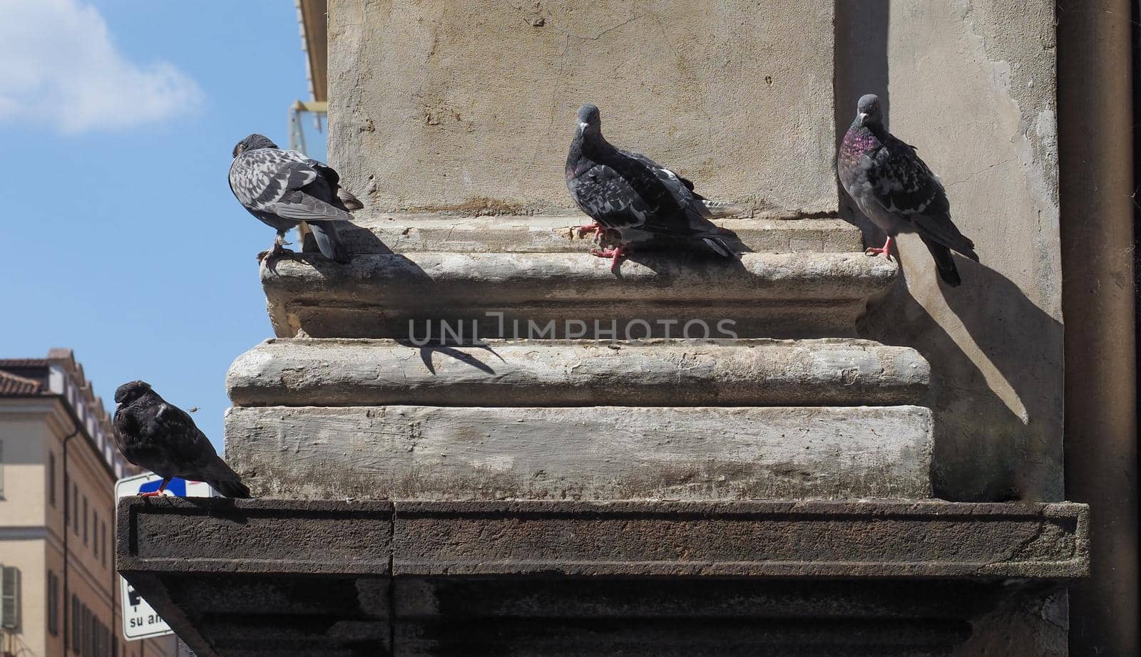 domestic pigeon scient. name Columba livia domestica bird animal by claudiodivizia