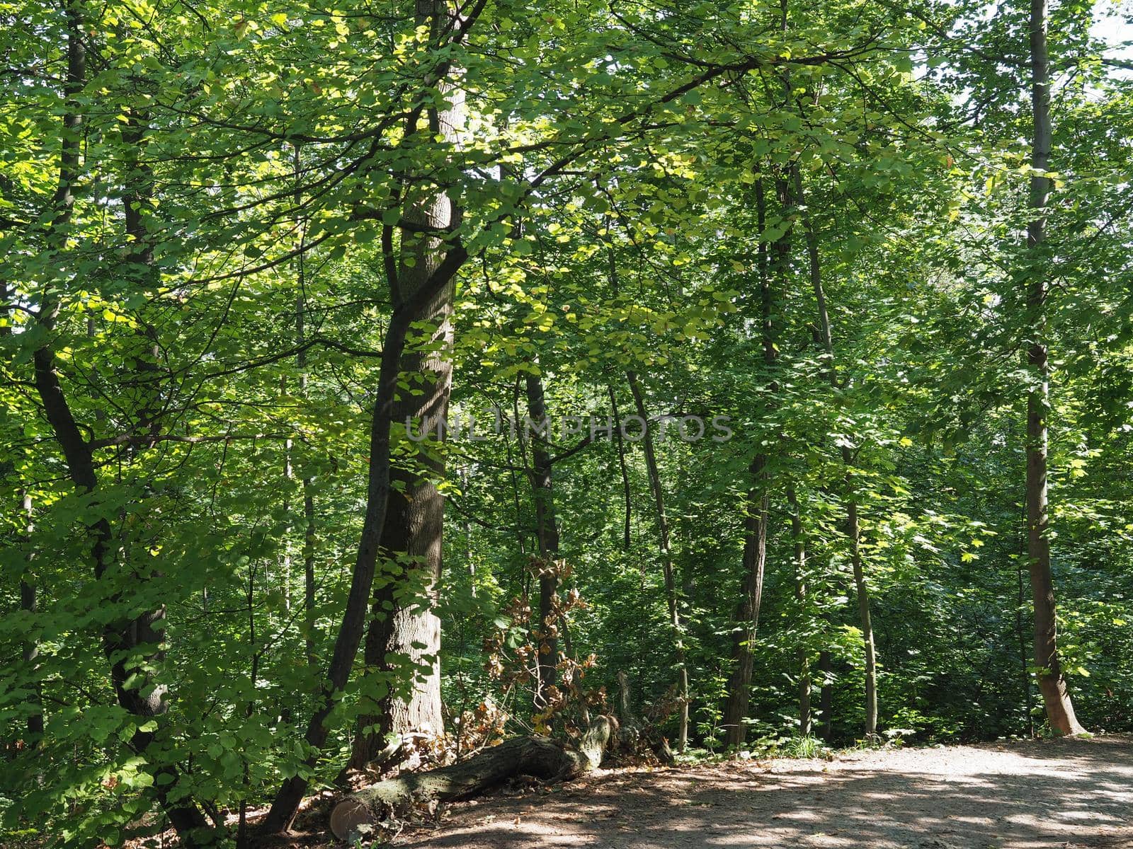 Wilson forest in Brno by claudiodivizia
