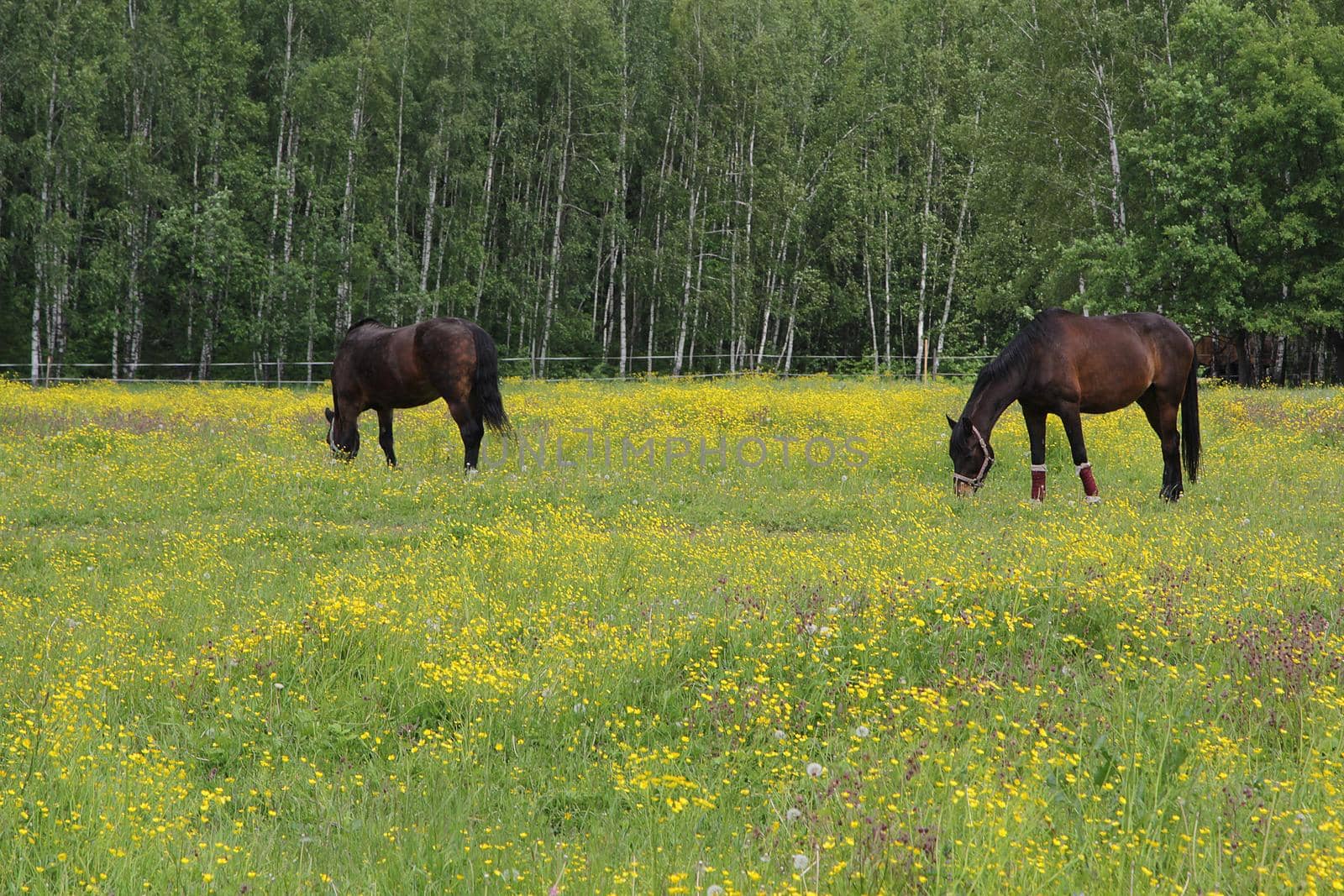 Horses graze in the meadow near the forest