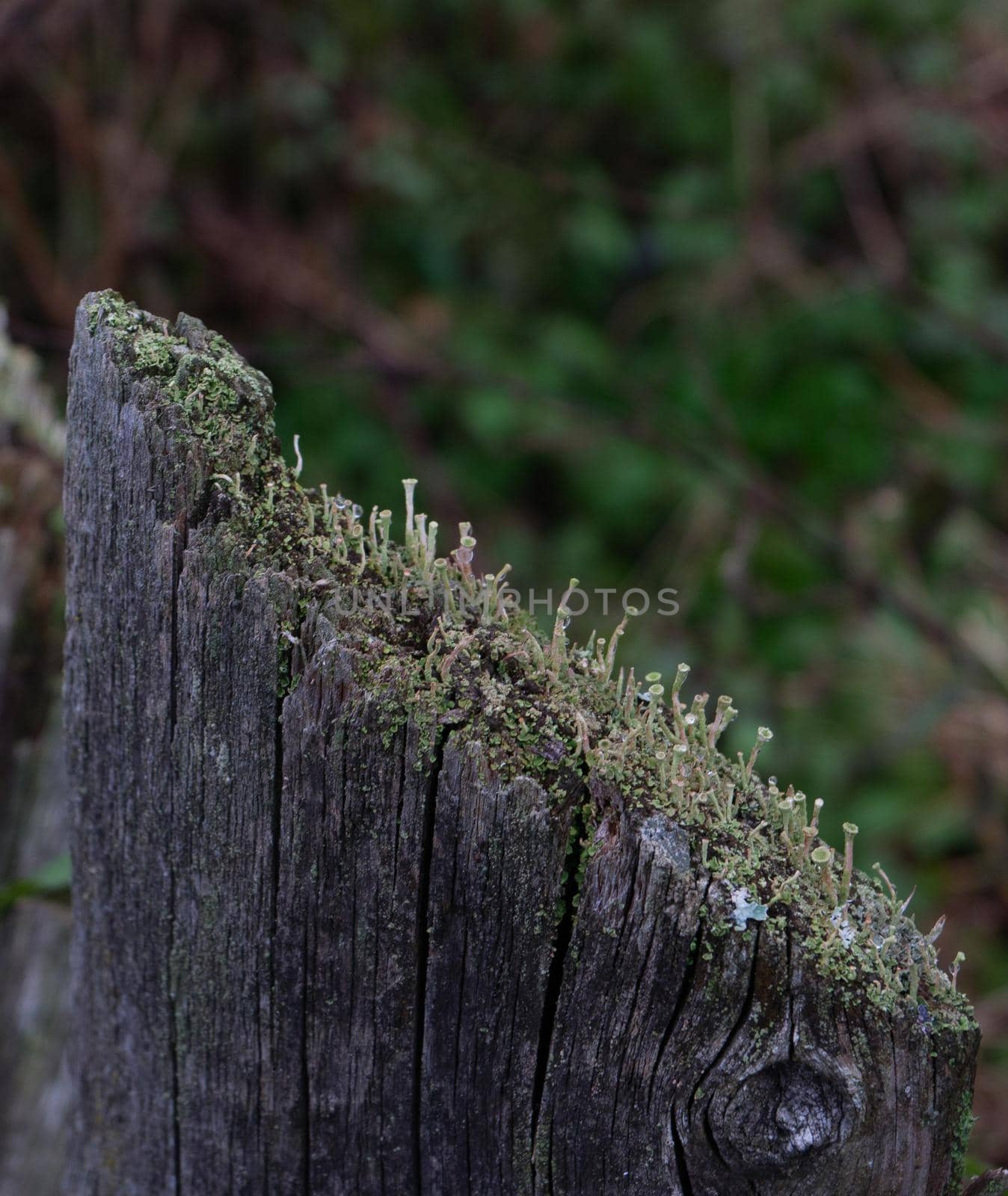 Element of the old fence. Moss-covered board from the fence close-up. High quality photo