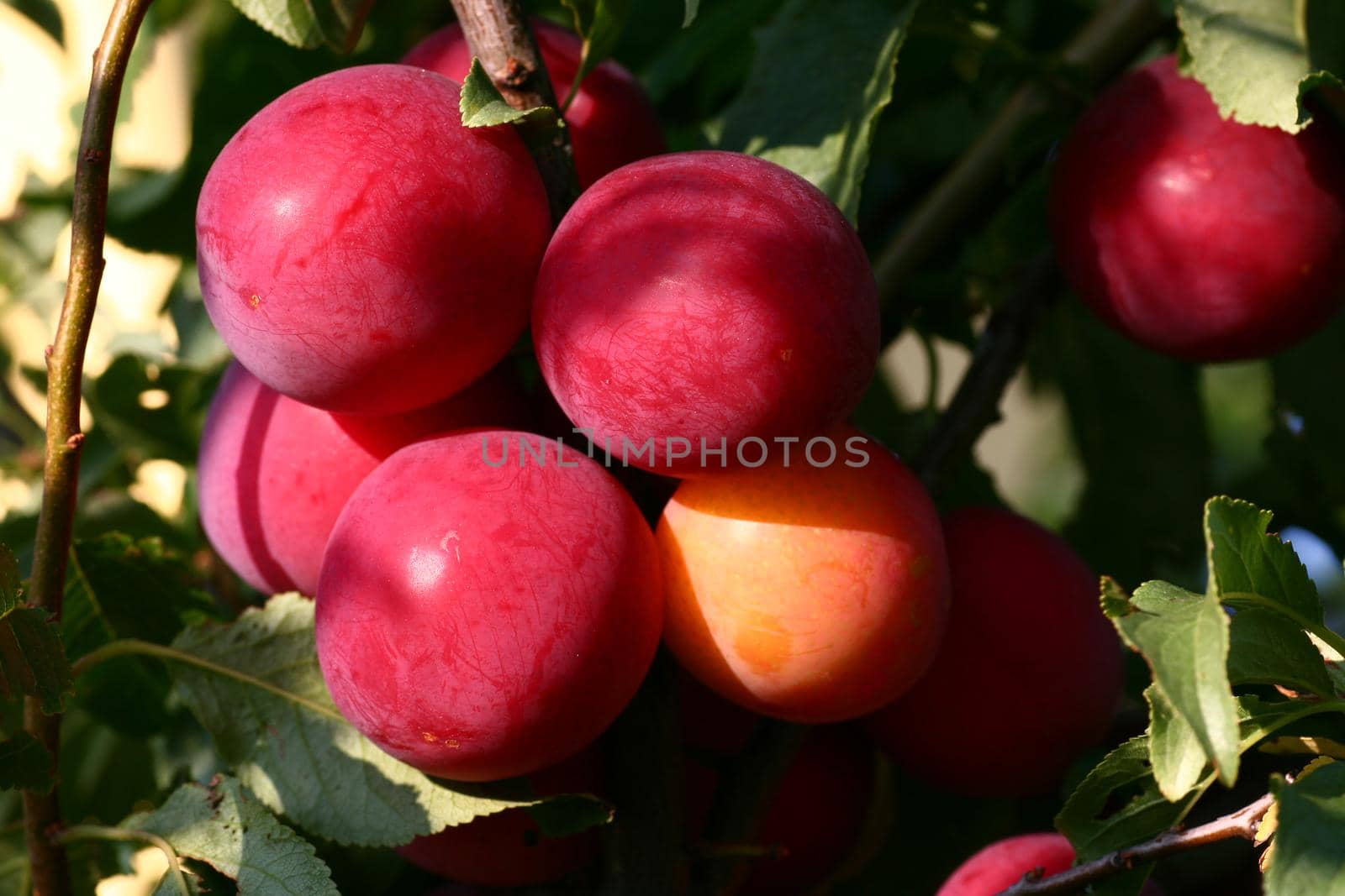 Red plums on a branch close-up. by gelog67