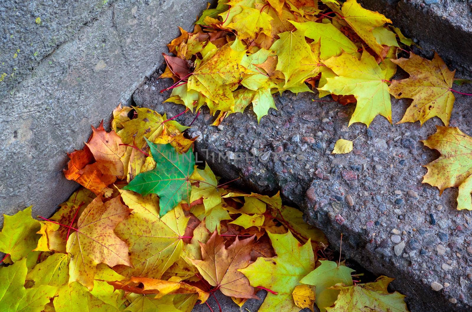 Yellow and orange leaves fell on a concrete staircase. Different autumn leaves lie on the stairs. Yellow leaves on the granite steps