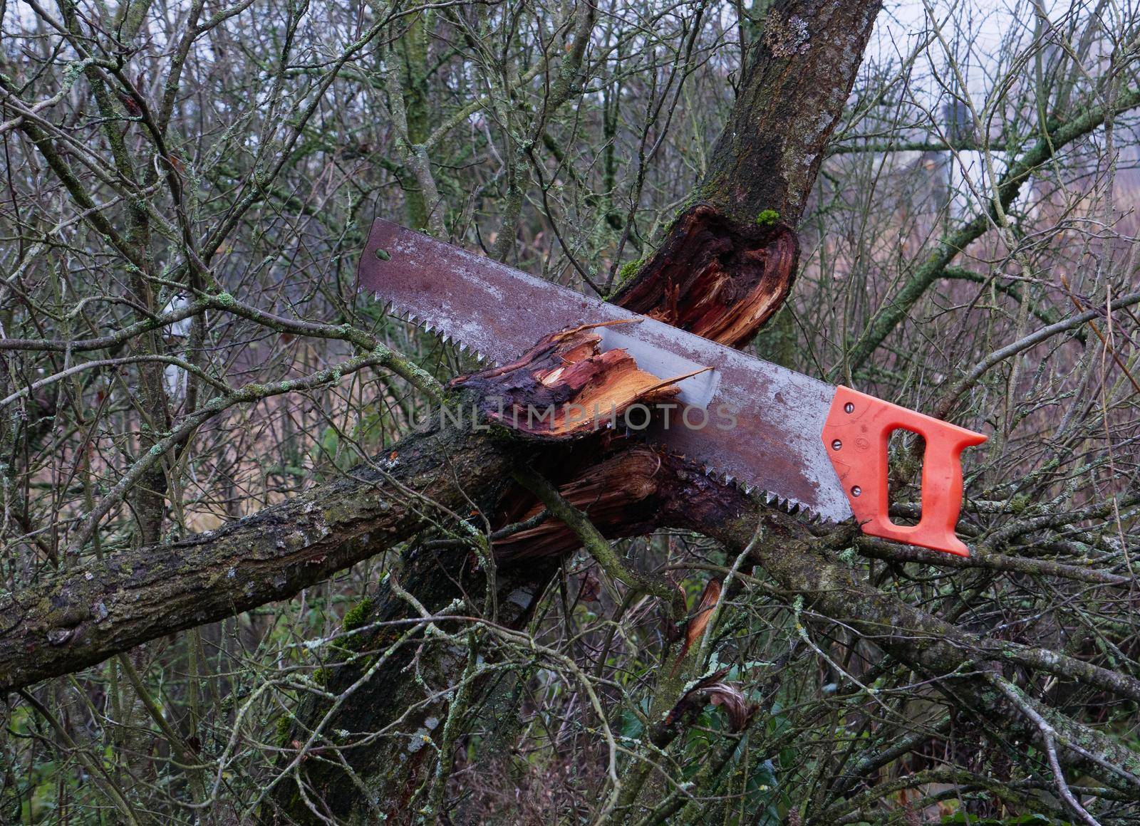 A hand saw stuck in a tree. Removing old unusable trees in the garden.Autumn pruning of fruit trees in the garden.