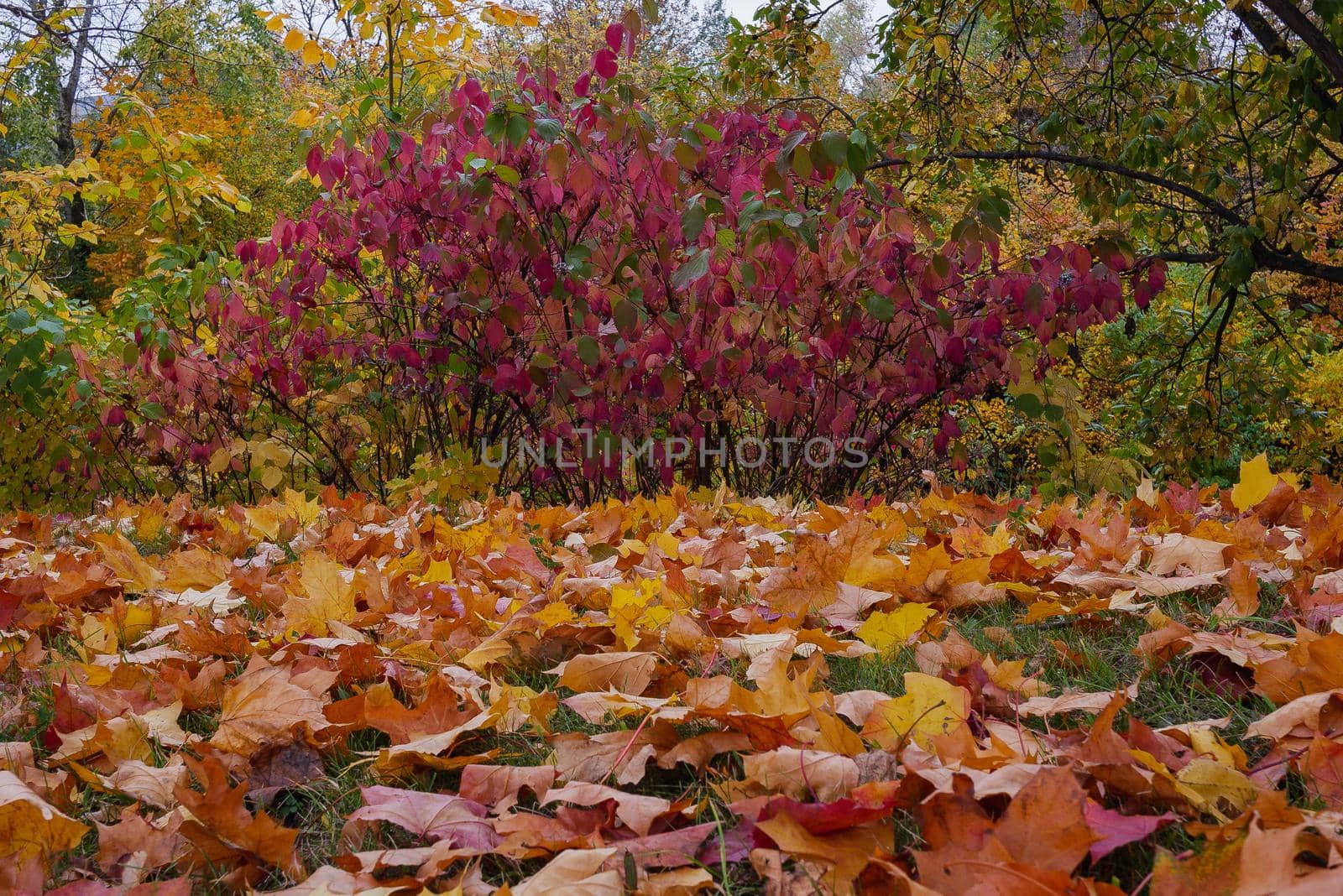 Autumn landscape. Landscape of lying leaves on the background of autumn trees with yellow and red leaves. color in nature. gorgeous view. autumn leaf background