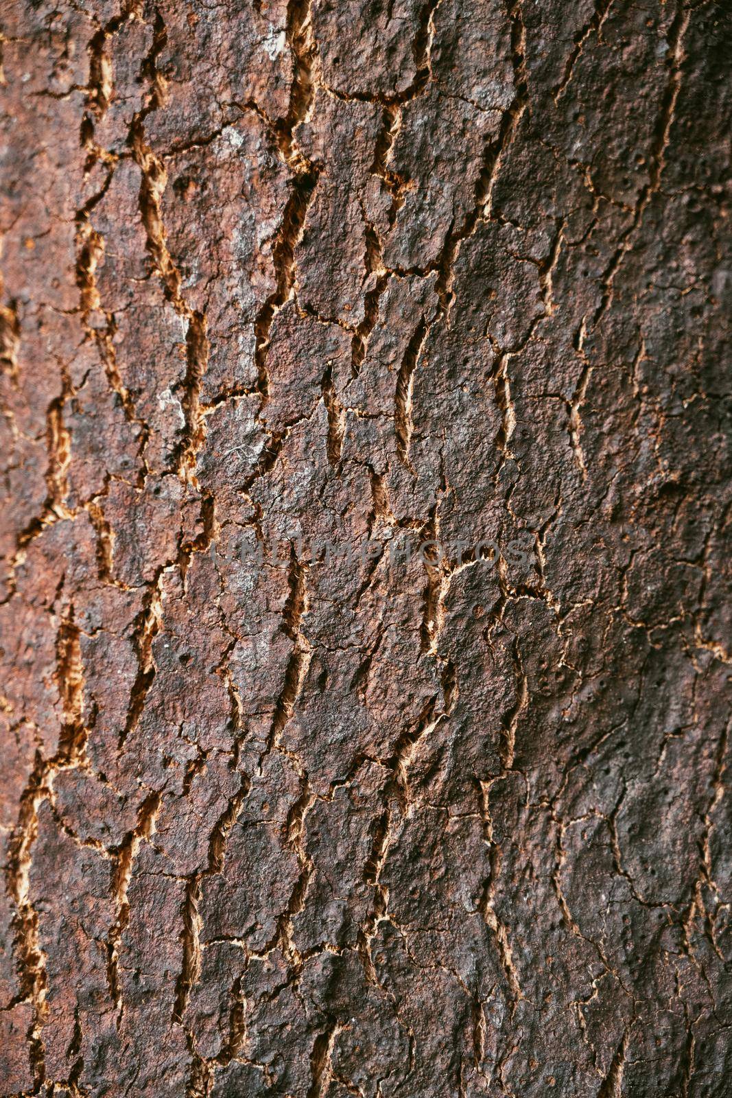 Old brown oak bark detailed texture. Close-up with shallow depth of field.
