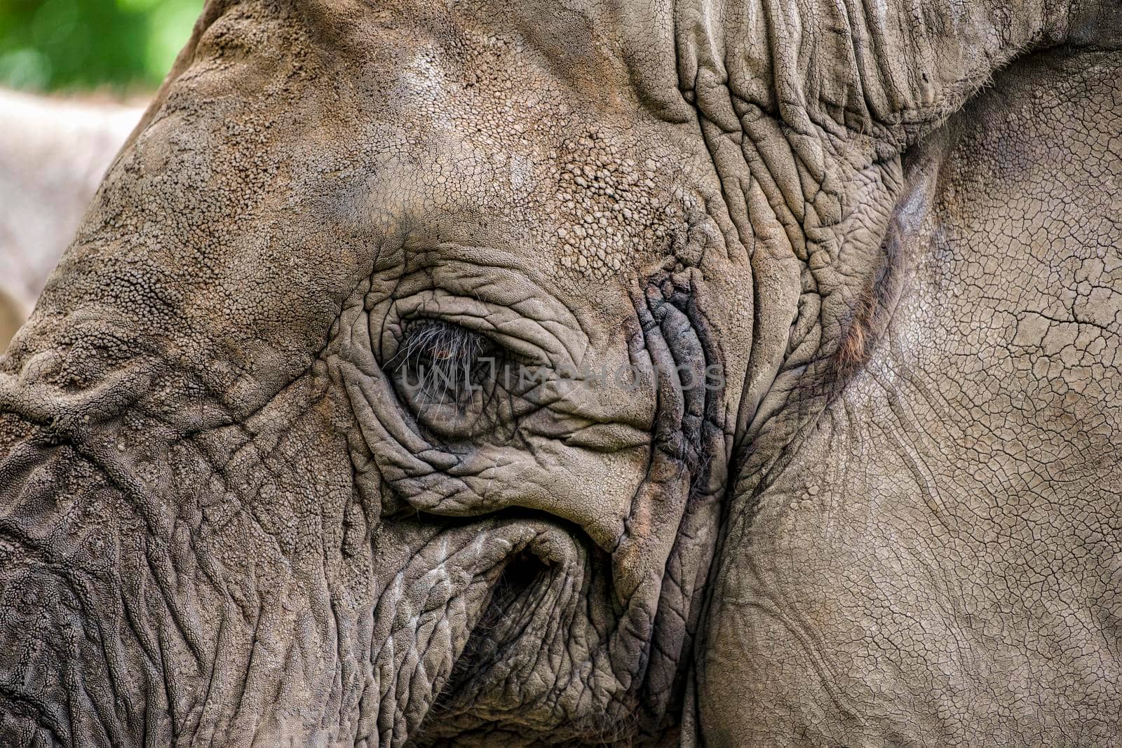 Smiling elephant. Elephant close-up smiles, mouth and eyes of an African elephant