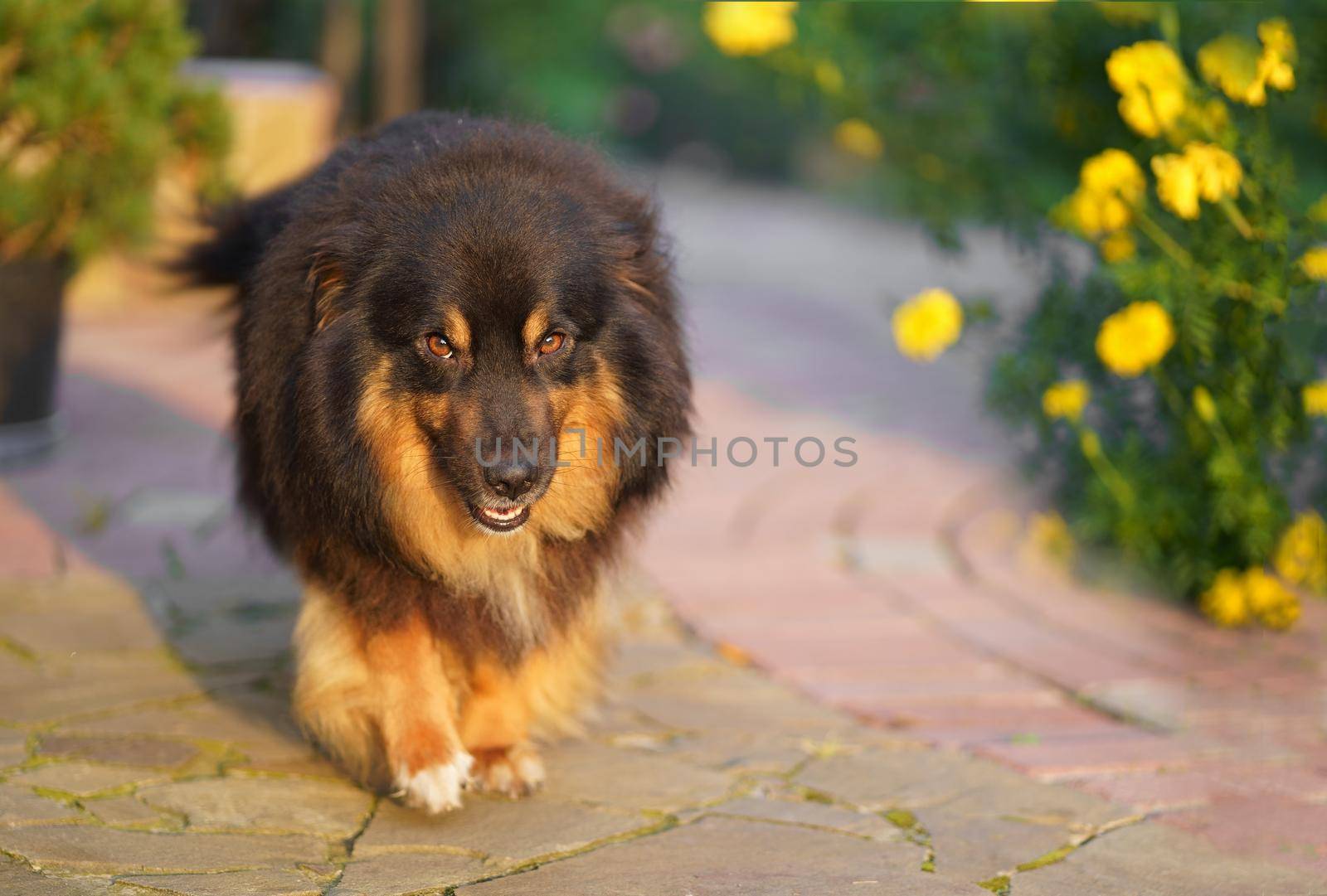 A brown mixed breed dog with a tongue hanging out and a happy face walks near a private house.