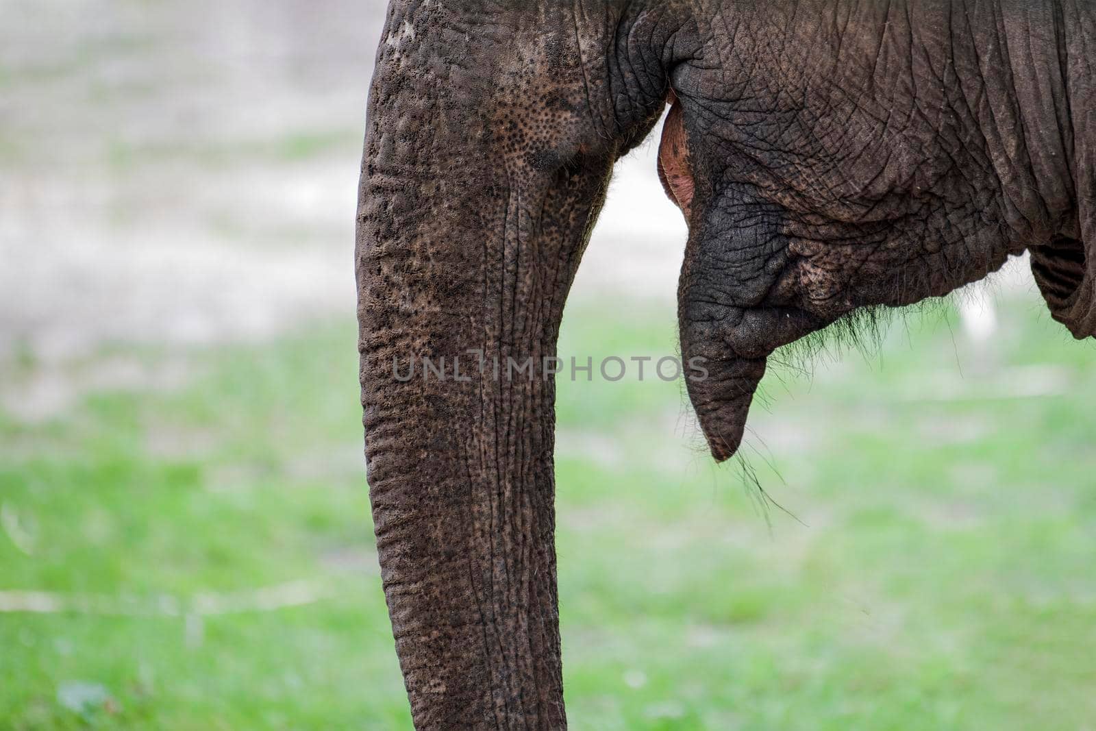 Smiling elephant. Elephant close-up smiles, mouth of an African elephant