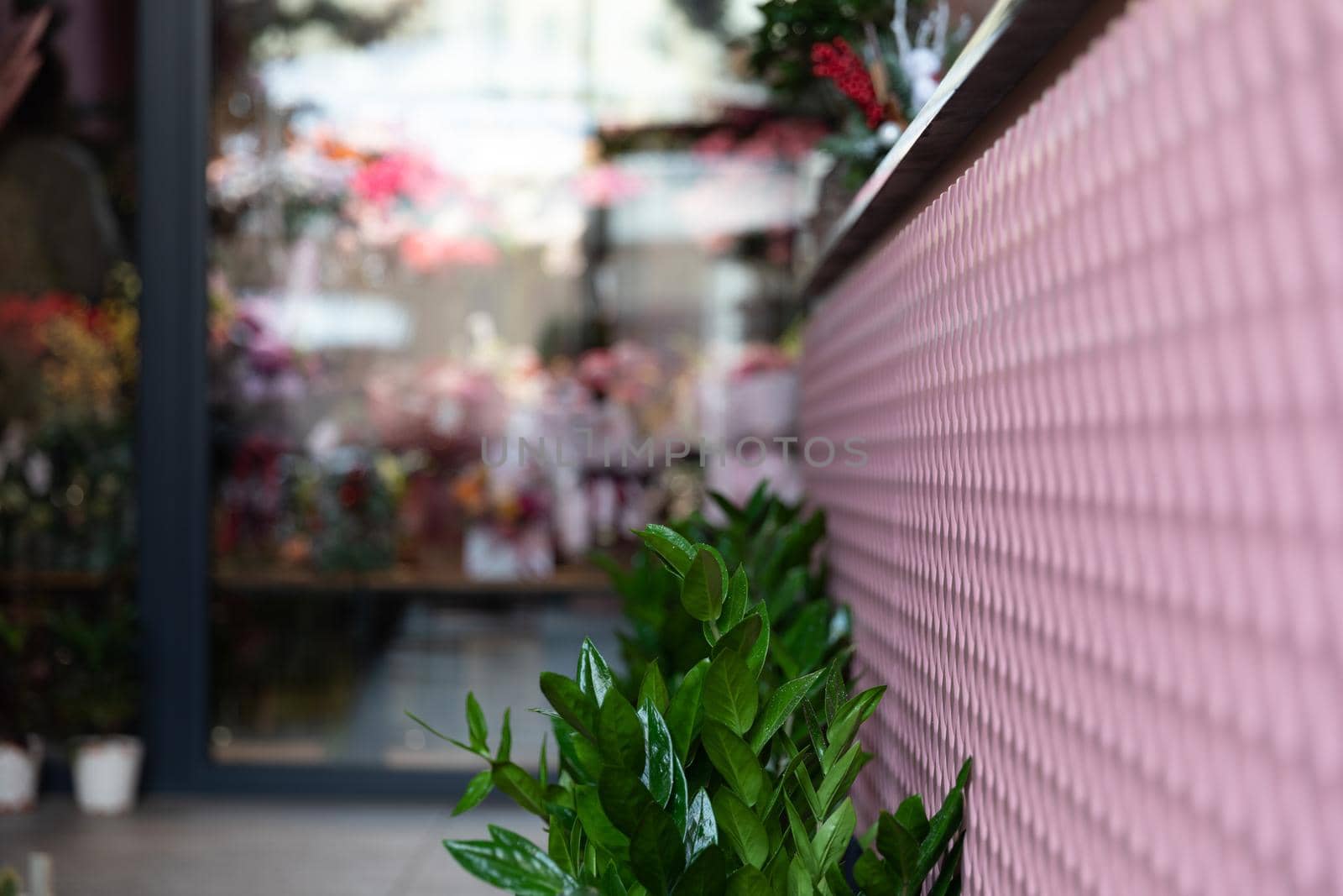 natural green potted plants in the interior of a florist shop, photography with depth of field