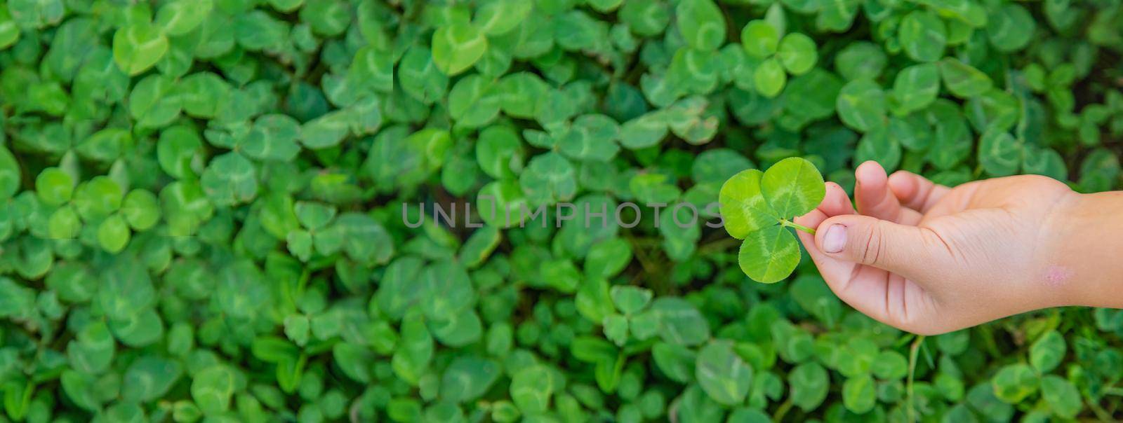 The child holds a clover in his hands. Selective focus. Kid.