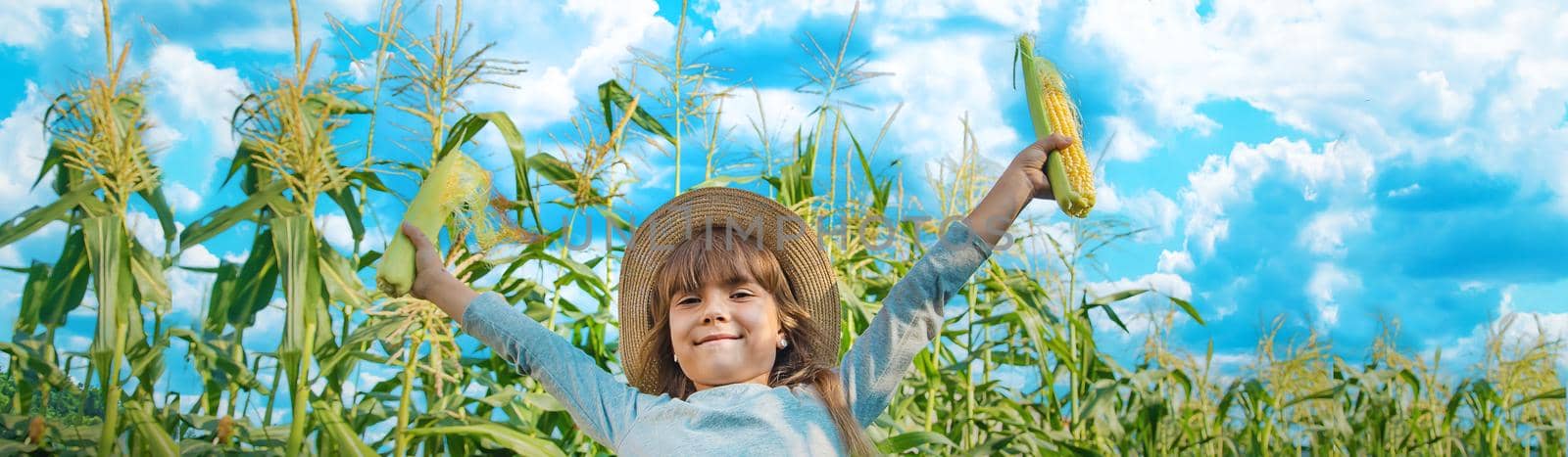 Corn on the field in the hands of a child. Selective focus.