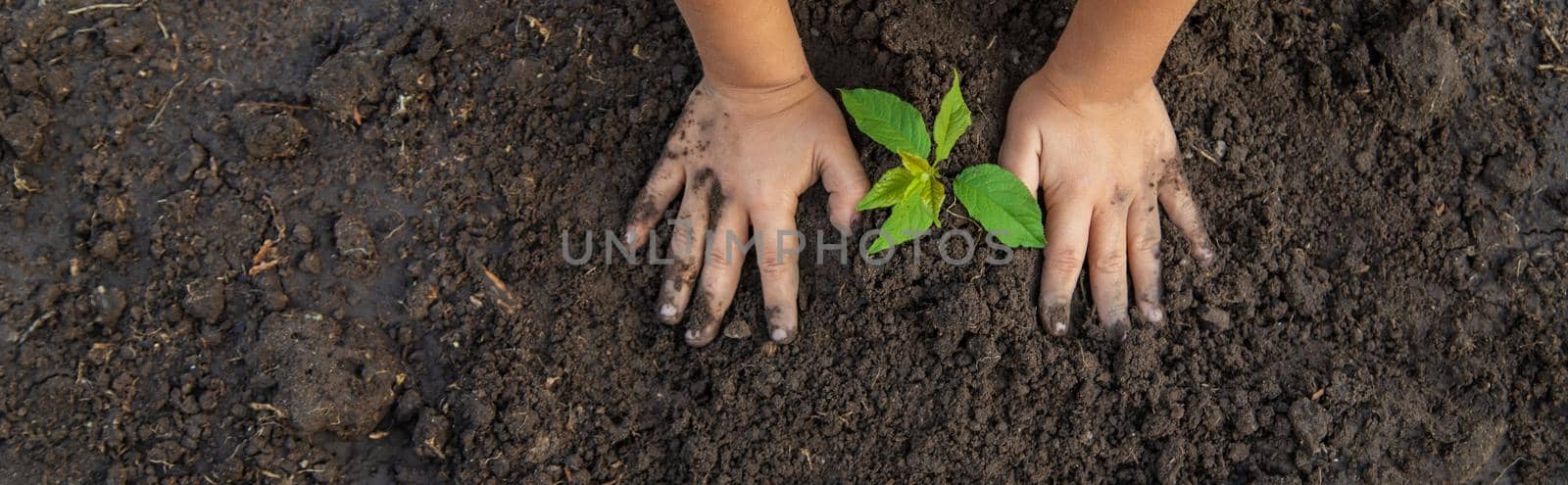 The child plants a tree in the ground. Selective focus. Kid.