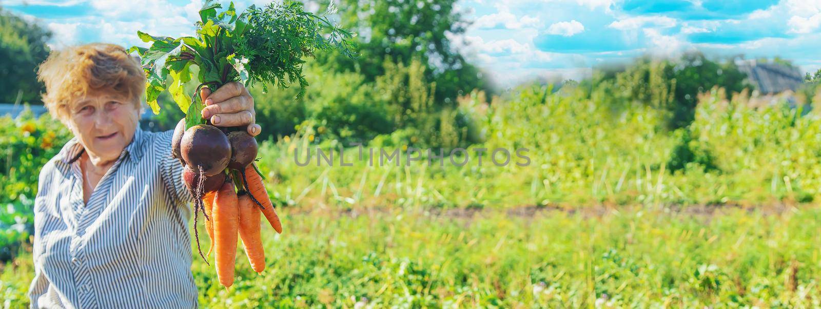 Grandmother with vegetables in her hands in the garden. Organic vegetables. Selective focus. by yanadjana