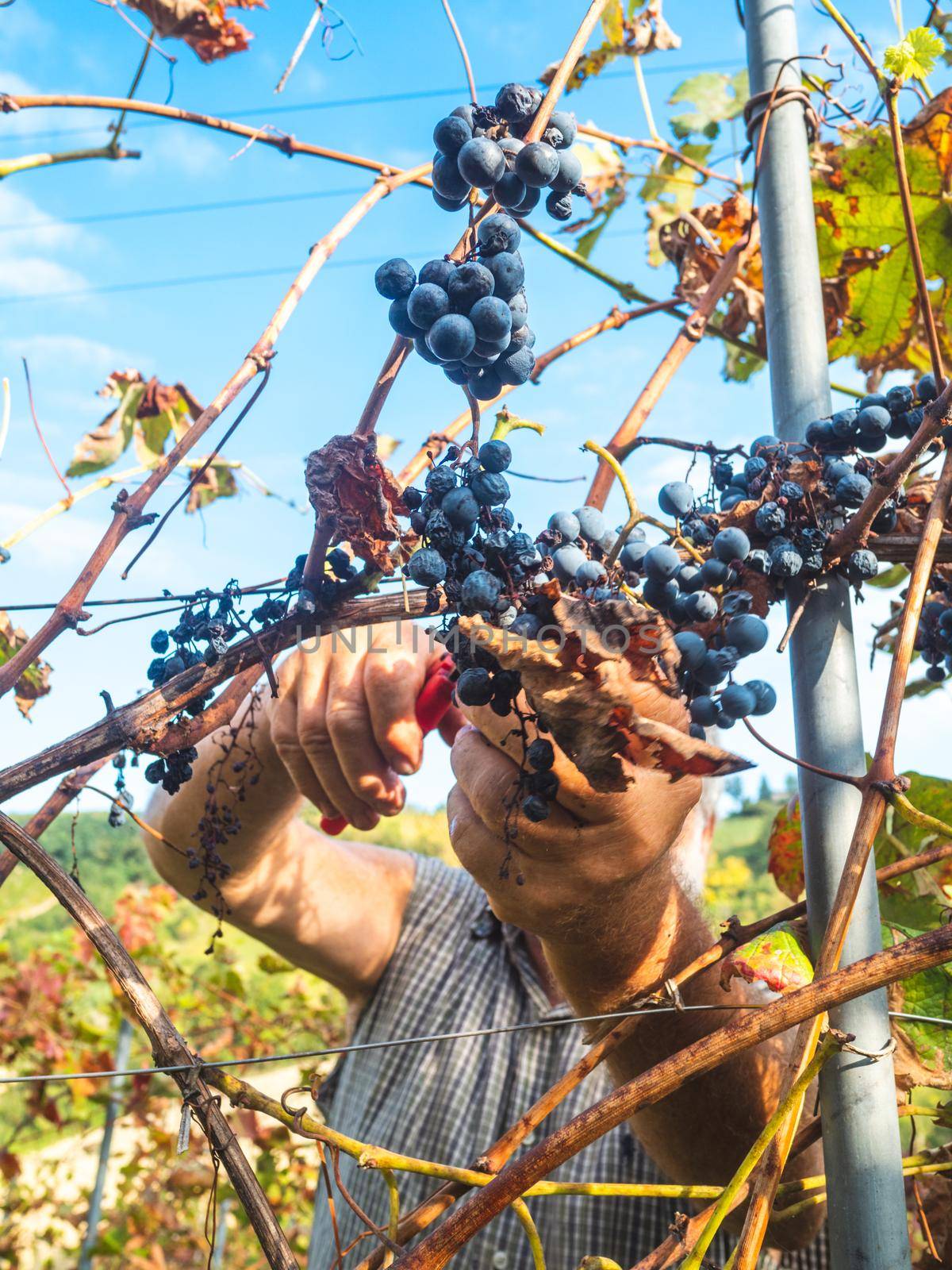 old bearded man harvesiting for wine production