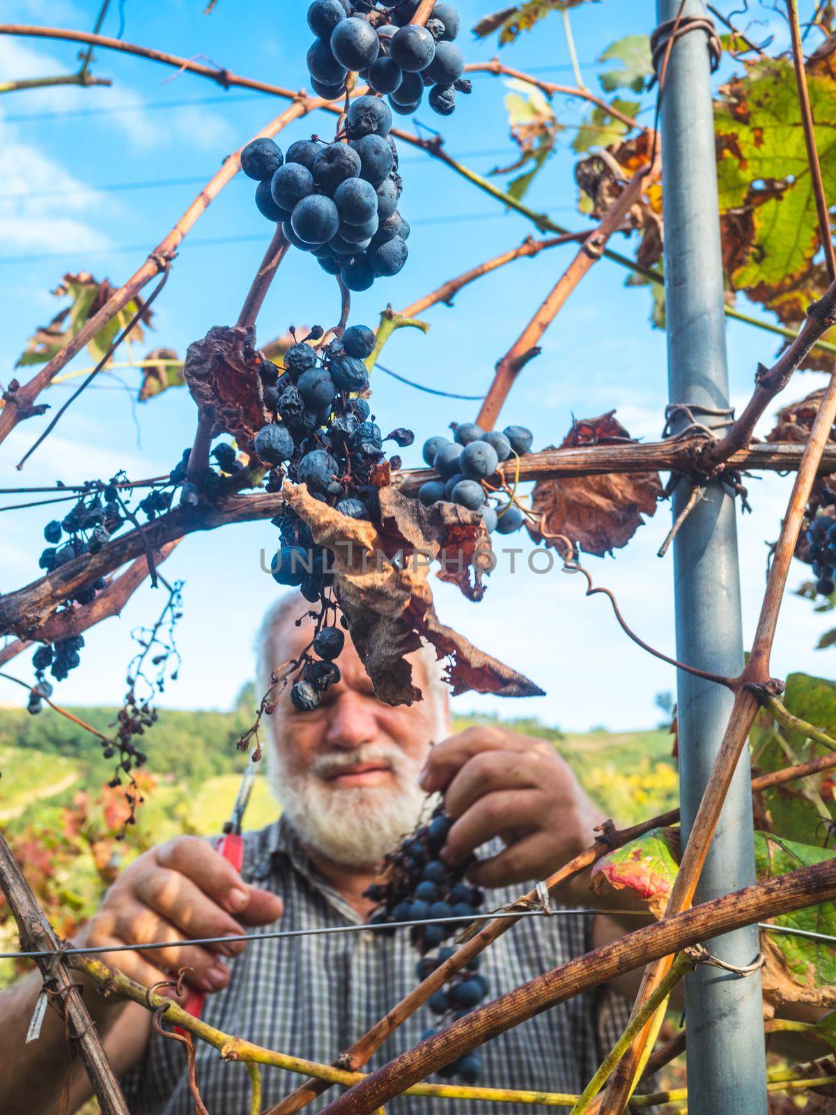 old bearded man harvesiting for wine production