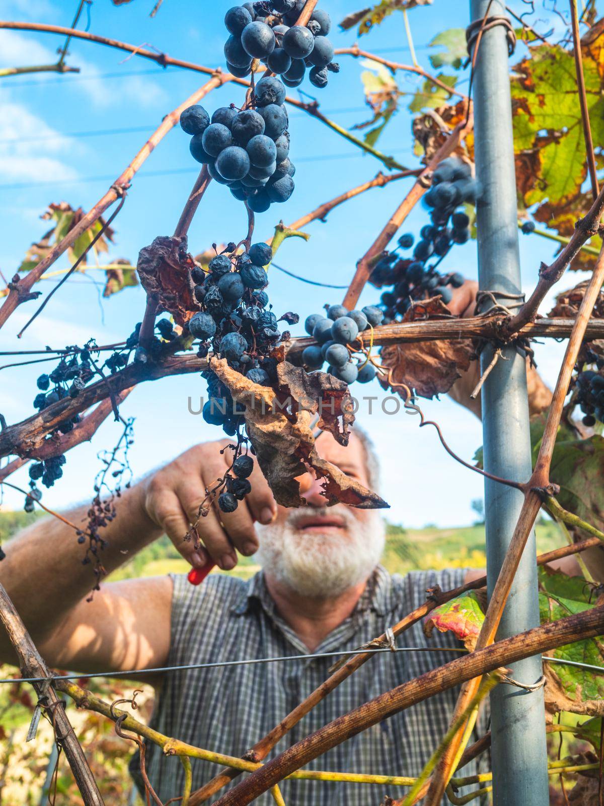 old bearded man harvesiting for wine production