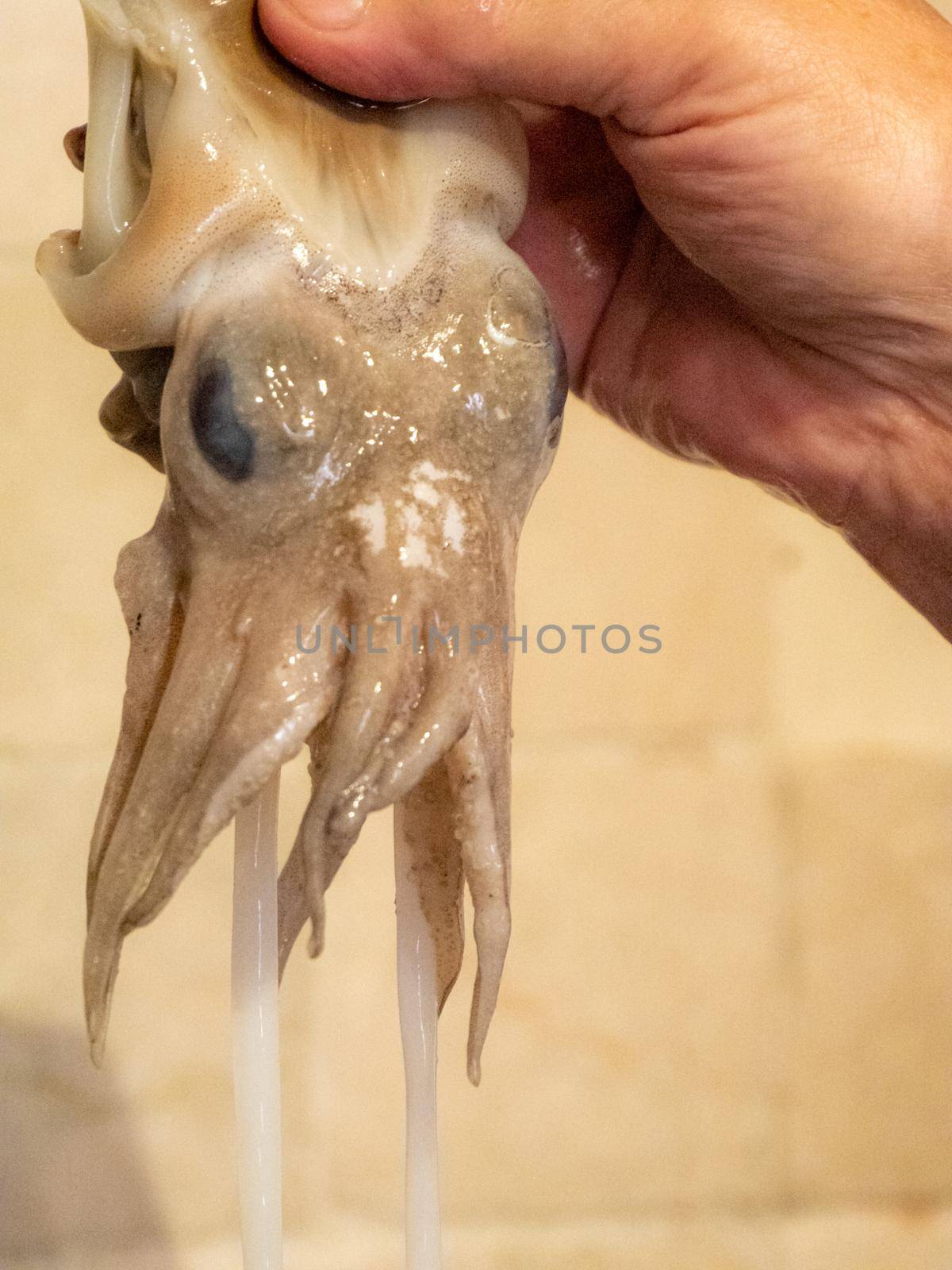 cleaning a raw adriatic cuttlefish at home in Numana, Marche, Italy