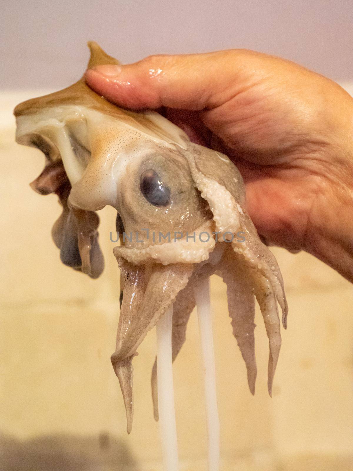 cleaning a raw adriatic cuttlefish at home in Numana, Marche, Italy