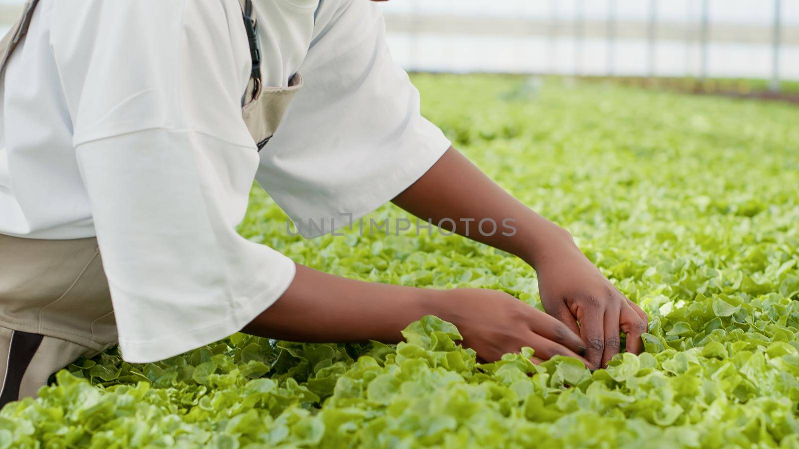 Selective focus on woman greenhouse farmer doing quality control checking for damaged plants by DCStudio