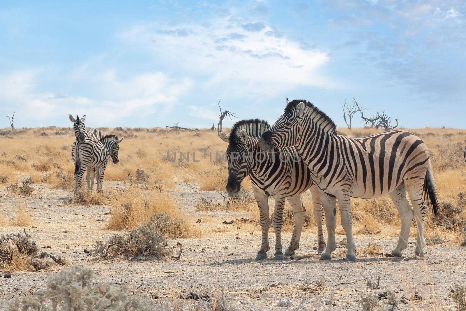 Burchell's zebras in Etosha National Park, Namibia