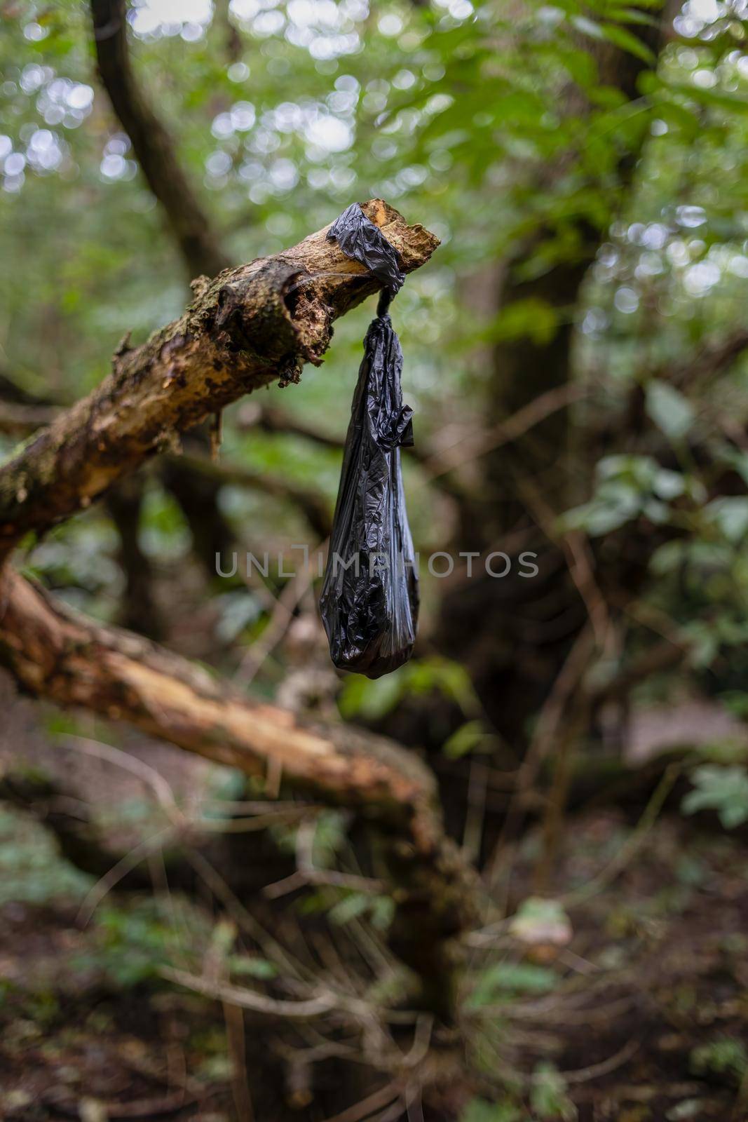 Discarded black dog poo bag, left hanging on a tree branch by magicbones