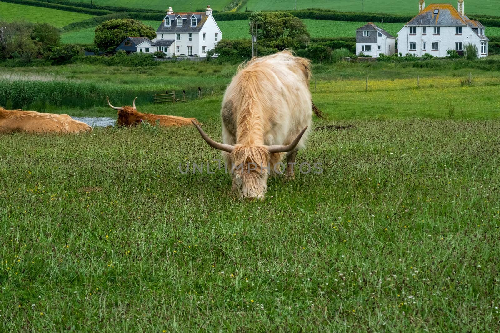 Highland cattle grazing on grass by magicbones
