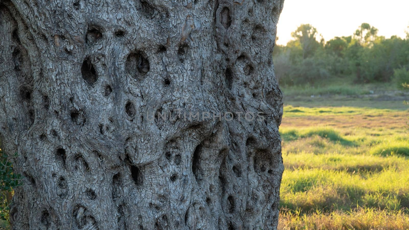 Olive tree trunk at sunset in autumn, background relief textured wood by voktybre