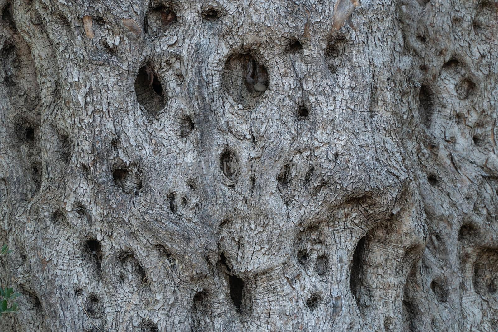 Background of embossed textured wood with holes, old olive tree by voktybre