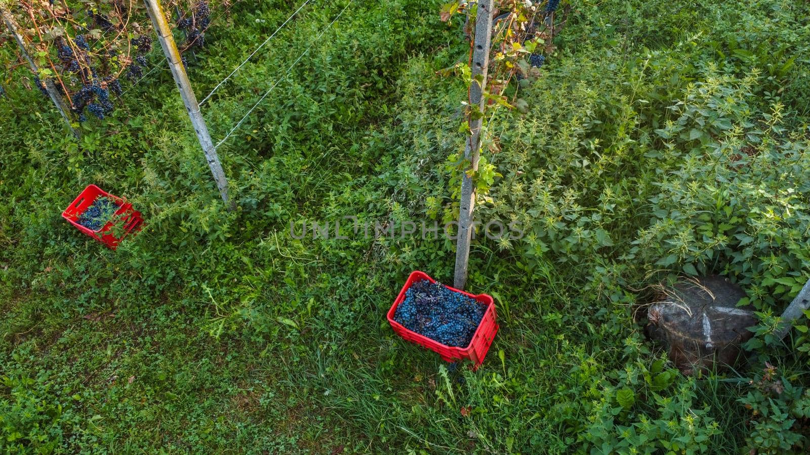 Grape harvesting in Arda Valley, Piacenza, Italy