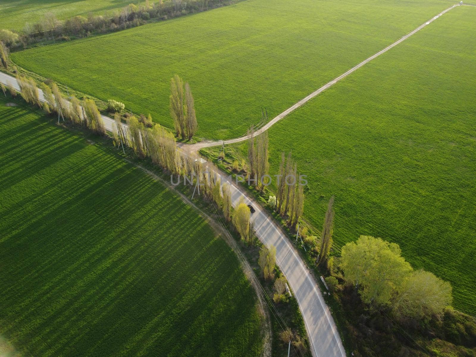 Green wheat field in countryside, close up. Field of wheat blowing in the wind at sunny spring day. Young and green Spikelets. Ears of barley crop in nature. Agronomy, industry and food production