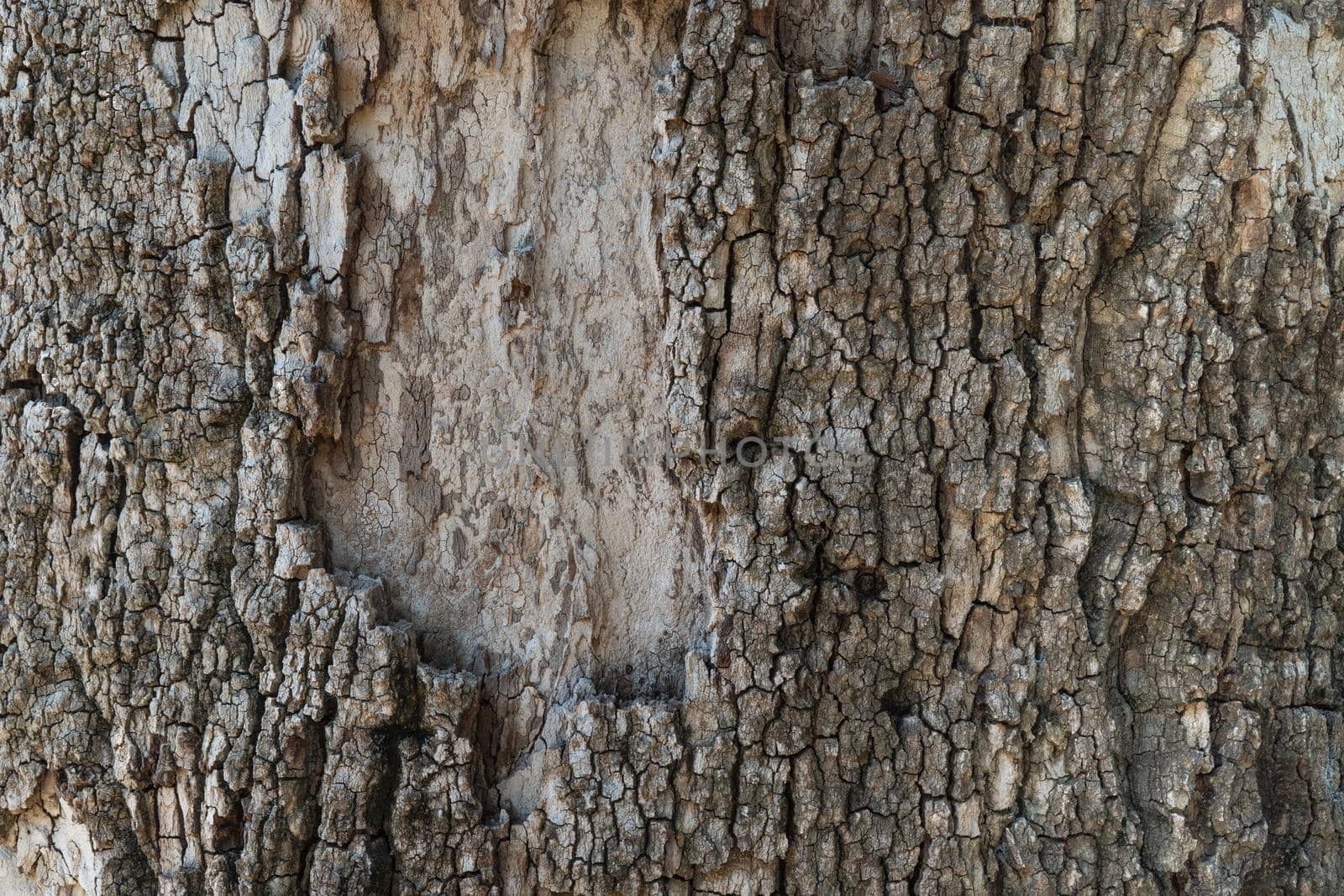 Close-up of tree bark, wooden background with texture by voktybre