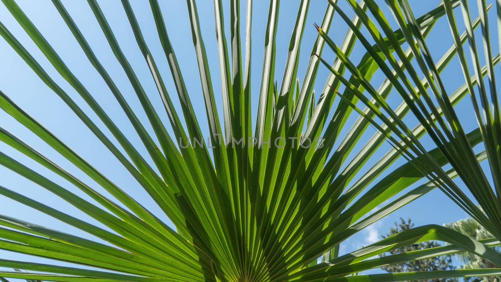 Fan palm leaf Ravenala Madagascar. High quality photo