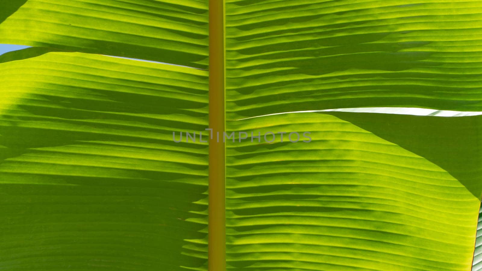 Background and texture of banana tree leaf, green leaf with veins by voktybre