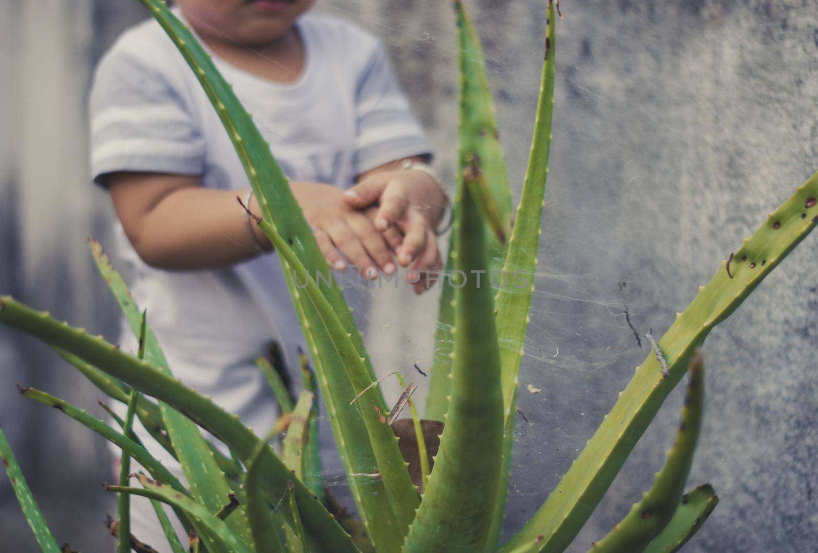 Close up of poisonous thorny plant leaves against baby hand in the background. by sudiptabhowmick