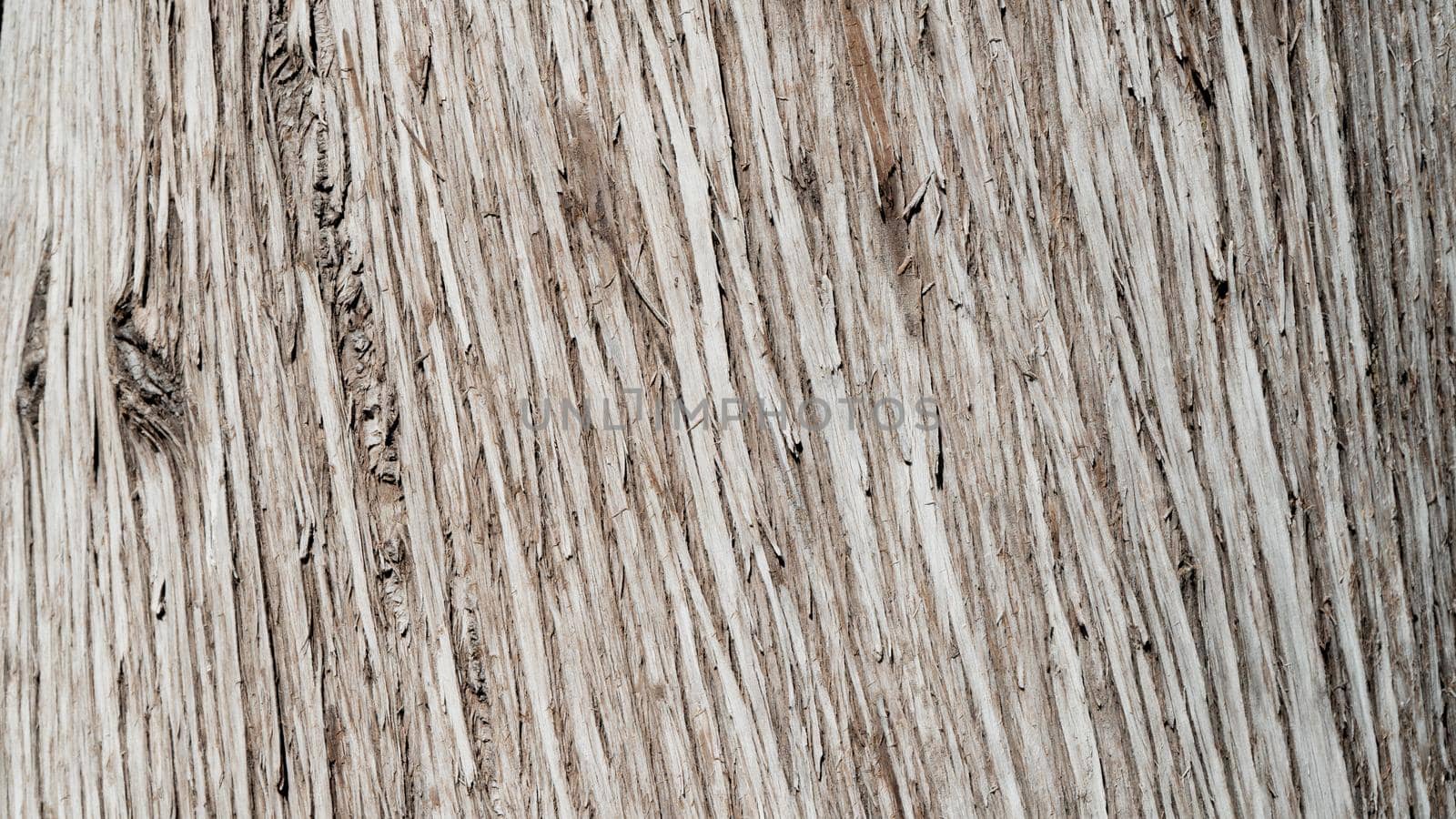 Tree bark texture, wood background with lines by voktybre