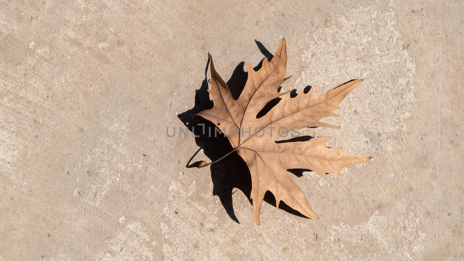 Dried maple leaf on concrete, autumn background with space for text. High quality photo