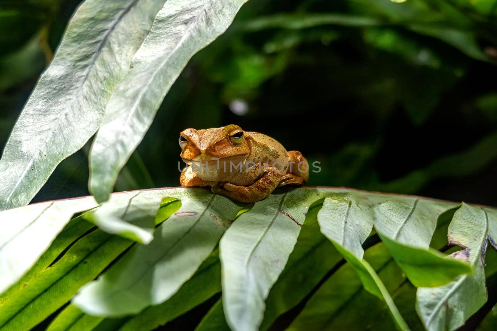 A frog sits on a branch with green leaves in the wild.