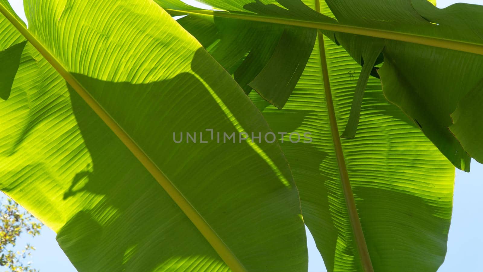 Large green banana leaves against the sky, background by voktybre