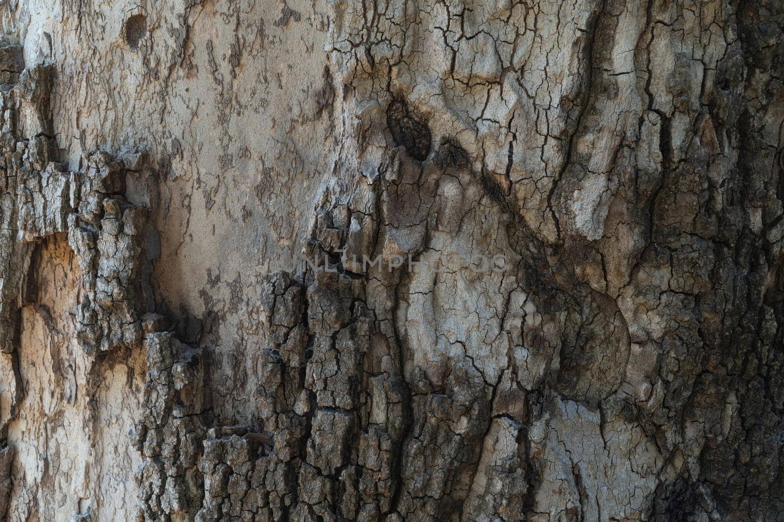 Tree bark background with relief and texture. High quality photo