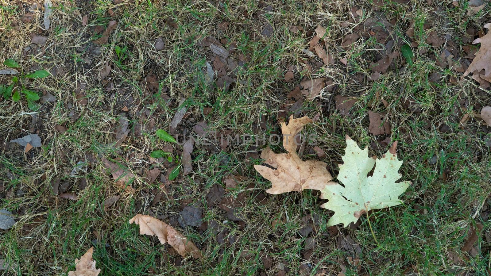 Dry maple leaf on the ground with grass, autumn season by voktybre