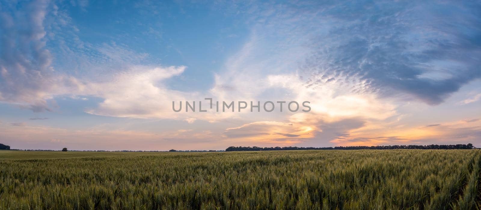 Field of green rye with bright sky above