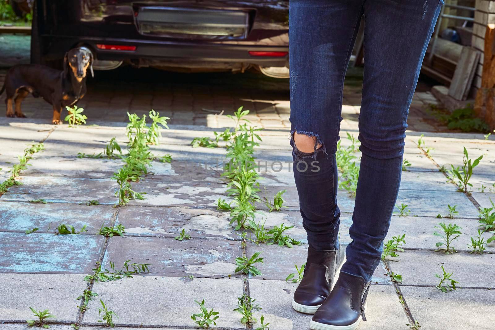 hard-wearing trousers made of denim or other cotton fabric, for informal wear. Female legs in torn jeans in a yard overgrown with weeds and a dachshund dog.