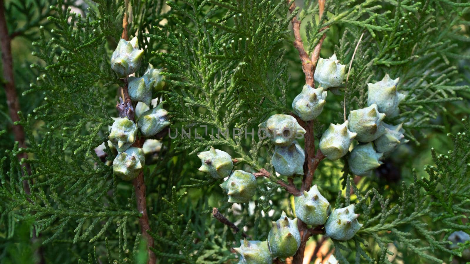 Fruits of the cone of the cypress coniferous tree thuja, plant background by voktybre