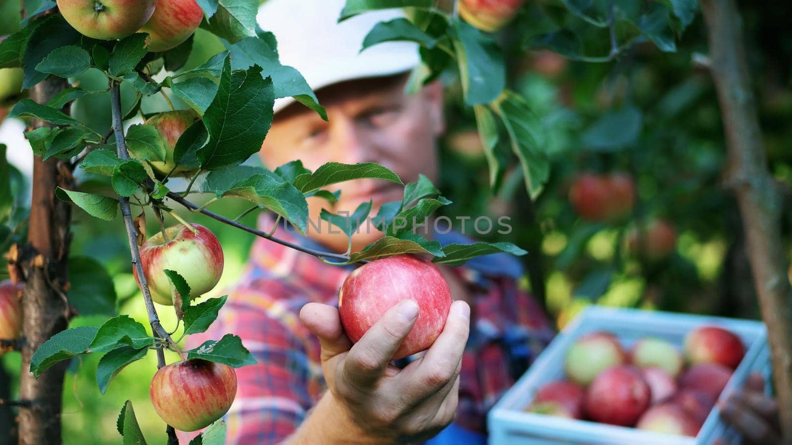 close-up, portrait of handsome male farmer or agronomist, picking apples on farm in orchard, on sunny autumn day. holding a wooden box with red apples, smiling. Agriculture and gardening concept. Healthy nutrition. High quality photo