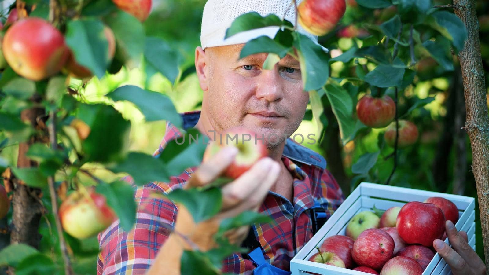 close-up, portrait of handsome male farmer or agronomist, picking apples on farm in orchard, on sunny autumn day. holding a wooden box with red apples, smiling. Agriculture and gardening concept. Healthy nutrition. High quality photo