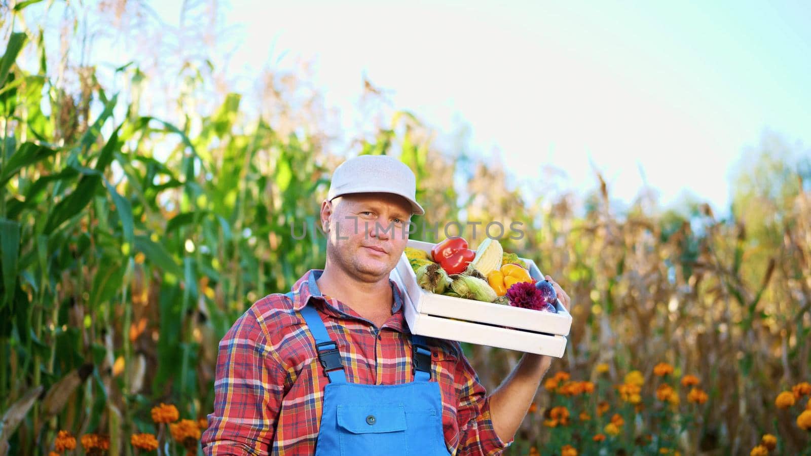 smiling male farmer in plaid shirt and hat holds a box with different fresh vegetables, harvest. background of cornfield, on a farm, vegetable garden, sunny summer day. High quality photo